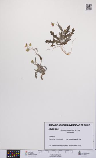 Leucheria rosea [Espécimen: UCH:AGUCH:0036841]