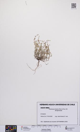 Pectocarya linearis [Espécimen: UCH:AGUCH:0036842]