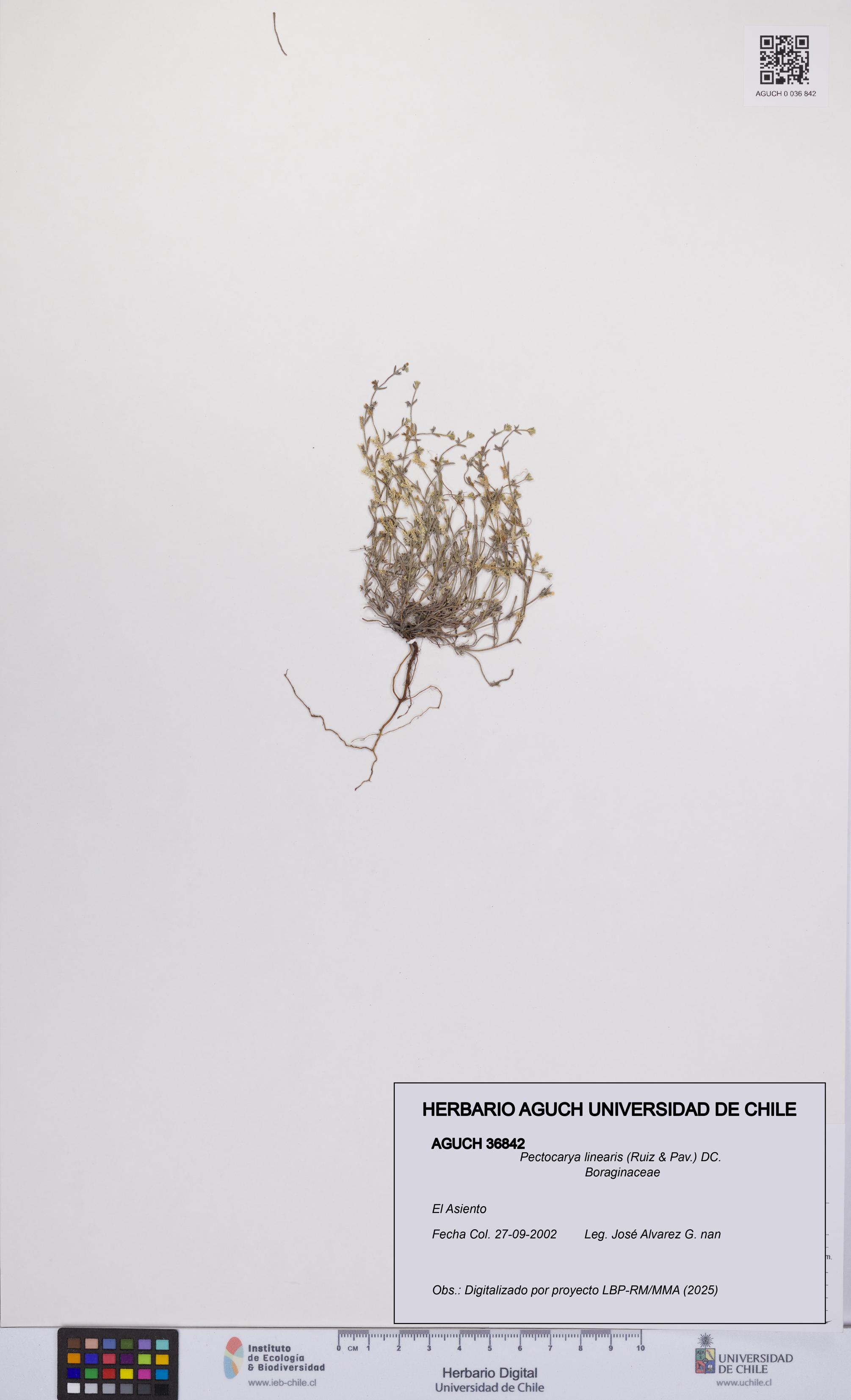 Pectocarya linearis [Espécimen: UCH:AGUCH:0036842]