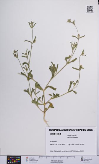 Silene gallica [Espécimen: UCH:AGUCH:0036843]
