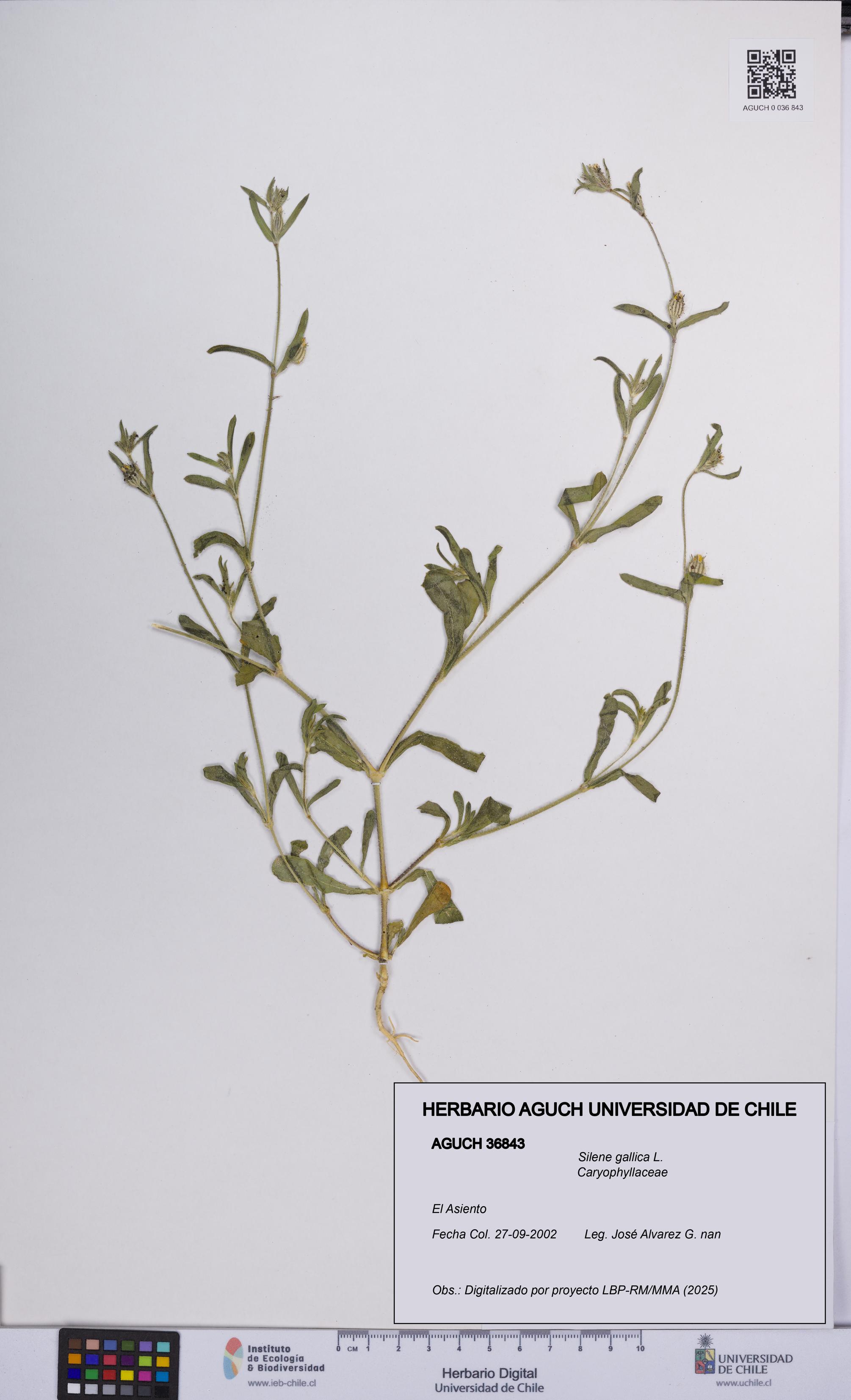 Silene gallica [Espécimen: UCH:AGUCH:0036843]