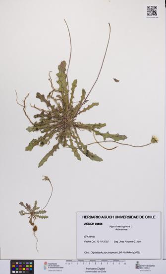 Hypochaeris glabra [Espécimen: UCH:AGUCH:0036858]