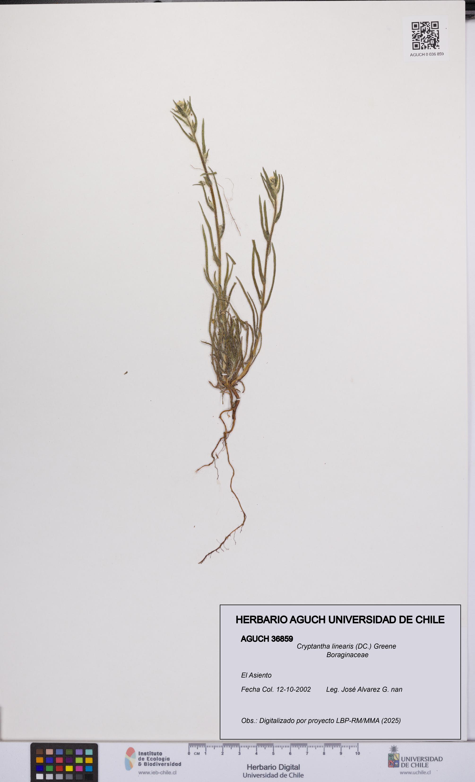 Cryptantha linearis [Espécimen: UCH:AGUCH:0036859]