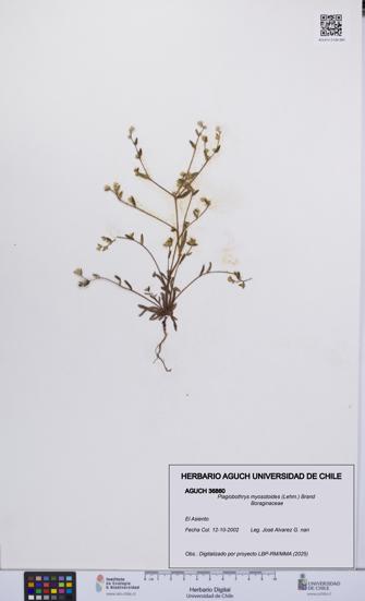 Plagiobothrys myosotoides [Espécimen: UCH:AGUCH:0036860]