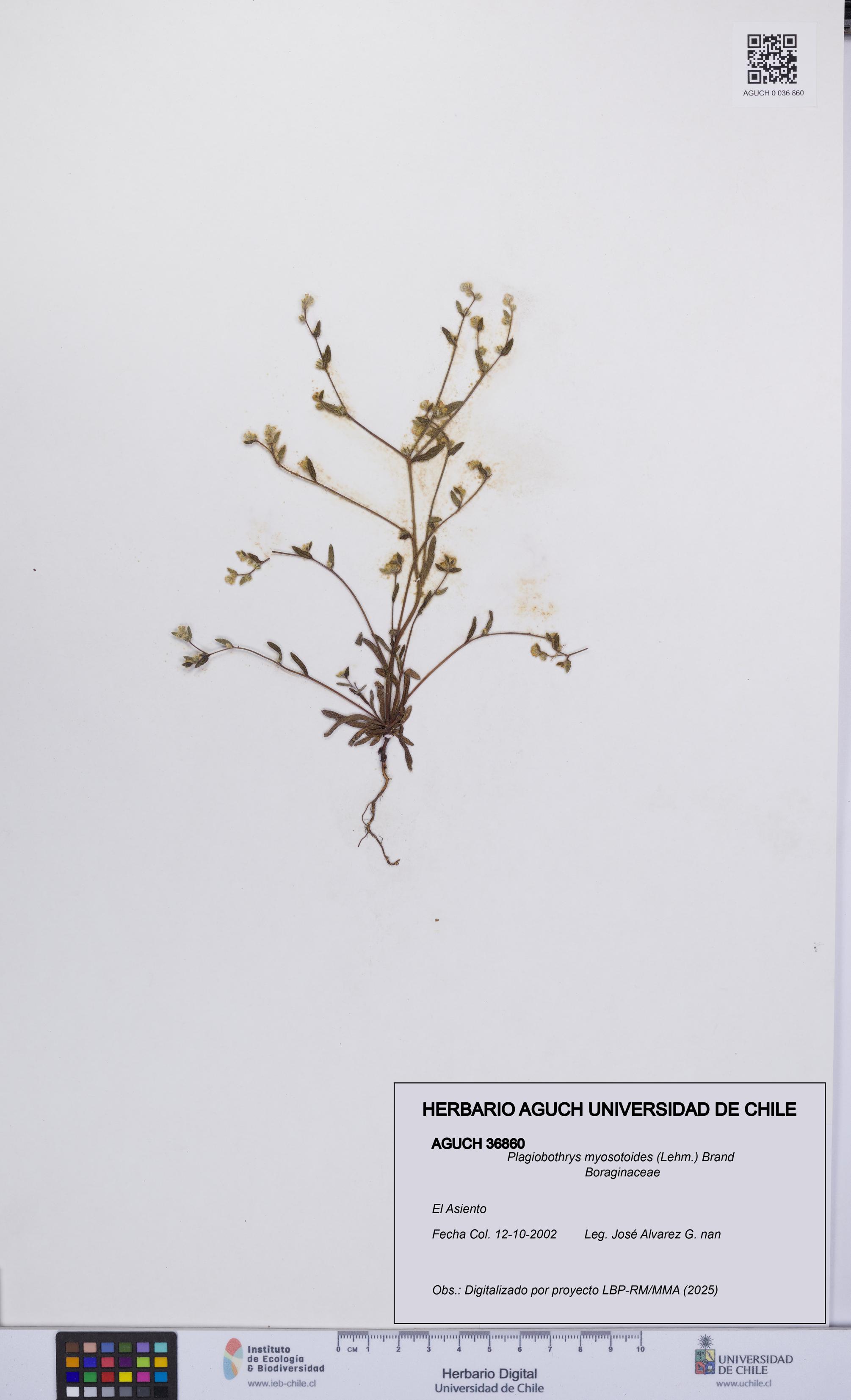 Plagiobothrys myosotoides [Espécimen: UCH:AGUCH:0036860]