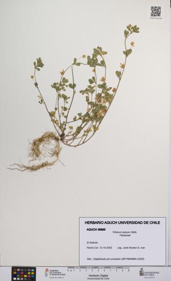 Trifolium dubium [Espécimen: UCH:AGUCH:0036865]