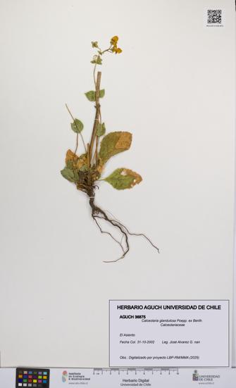 Calceolaria glandulosa [Espécimen: UCH:AGUCH:0036875]
