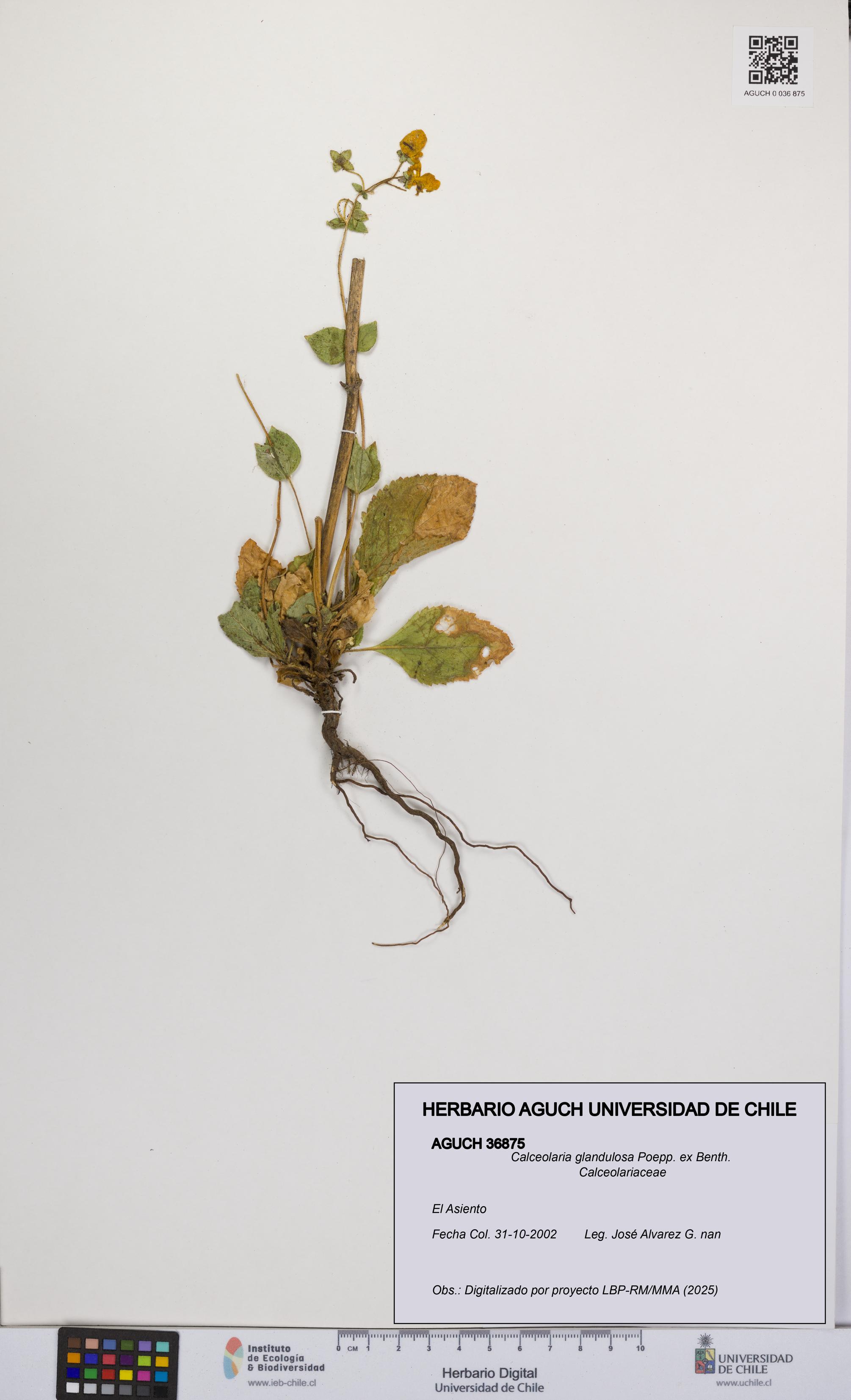 Calceolaria glandulosa [Espécimen: UCH:AGUCH:0036875]