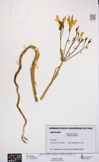 Alstroemeria ligtu [Espécimen: UCH:AGUCH:0036877]