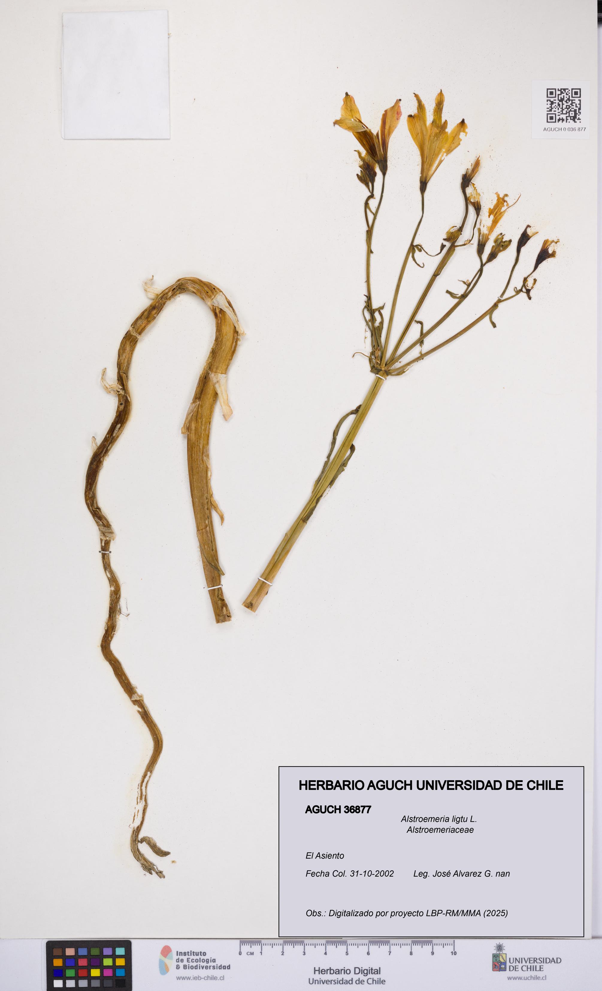 Alstroemeria ligtu [Espécimen: UCH:AGUCH:0036877]