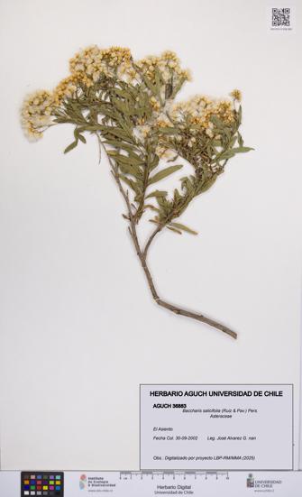 Baccharis salicifolia [Espécimen: UCH:AGUCH:0036883]