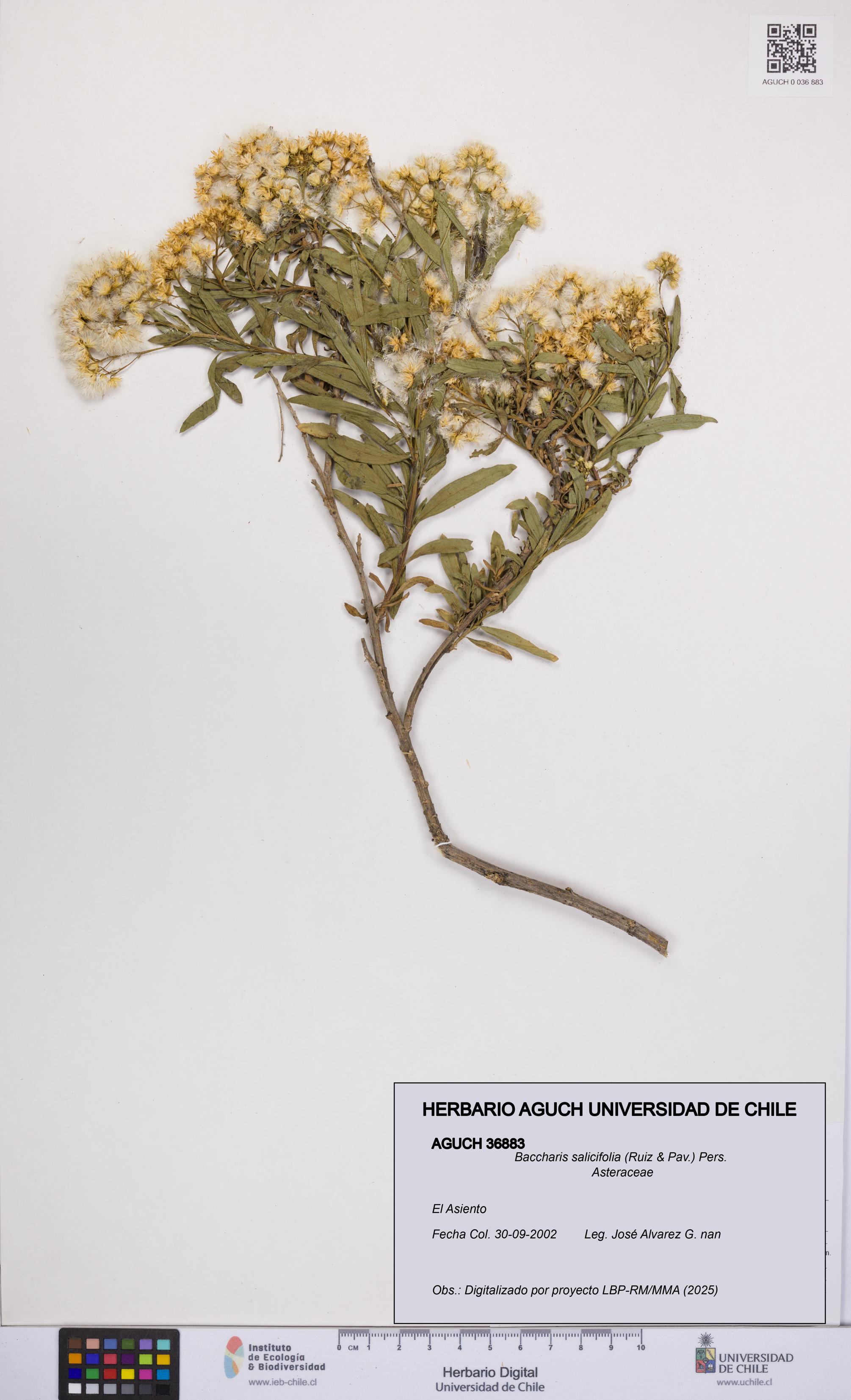 Baccharis salicifolia [Espécimen: UCH:AGUCH:0036883]