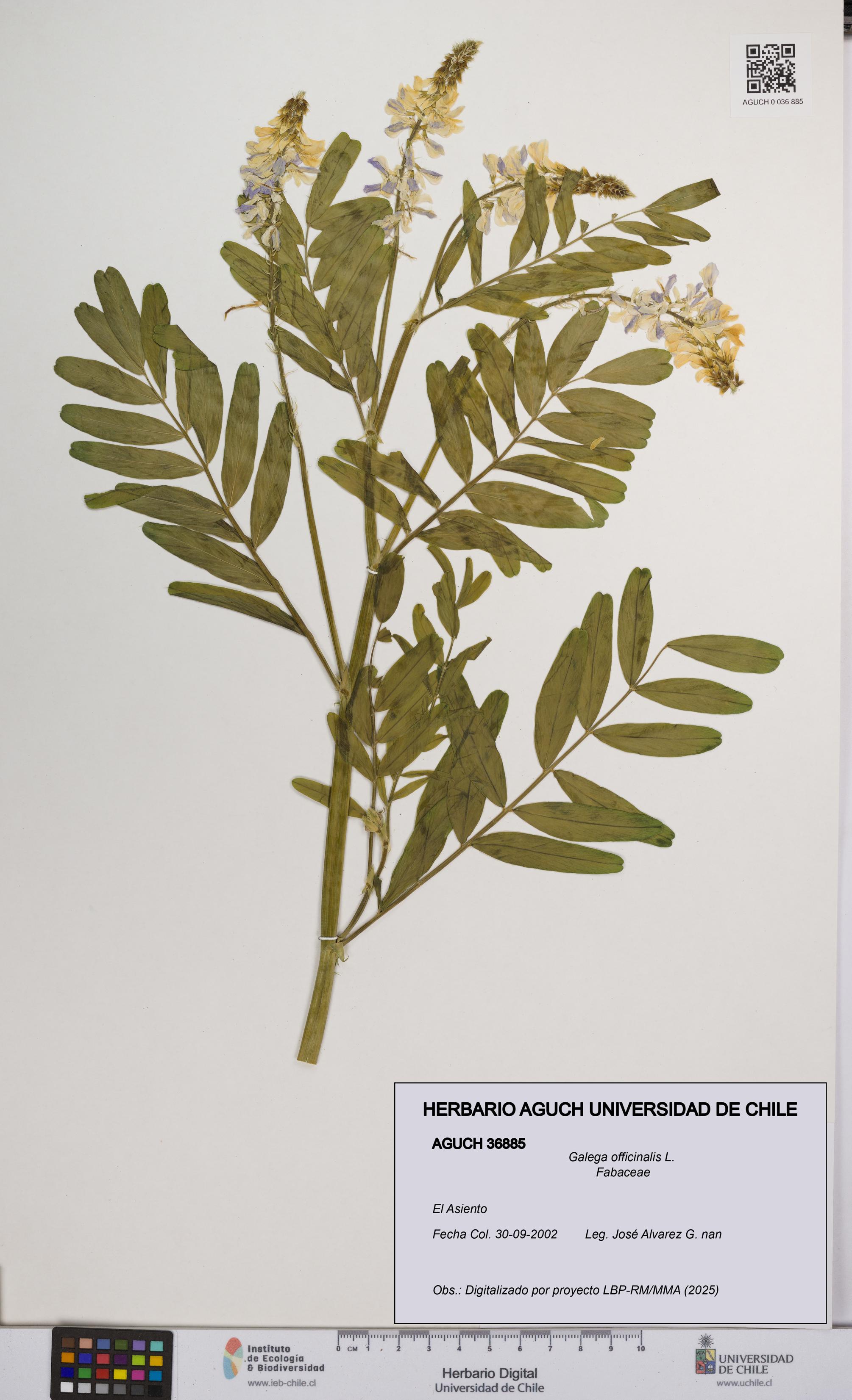 Galega officinalis [Espécimen: UCH:AGUCH:0036885]