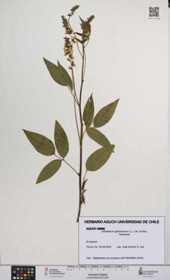 Otholobium glandulosum [Espécimen: UCH:AGUCH:0036886]