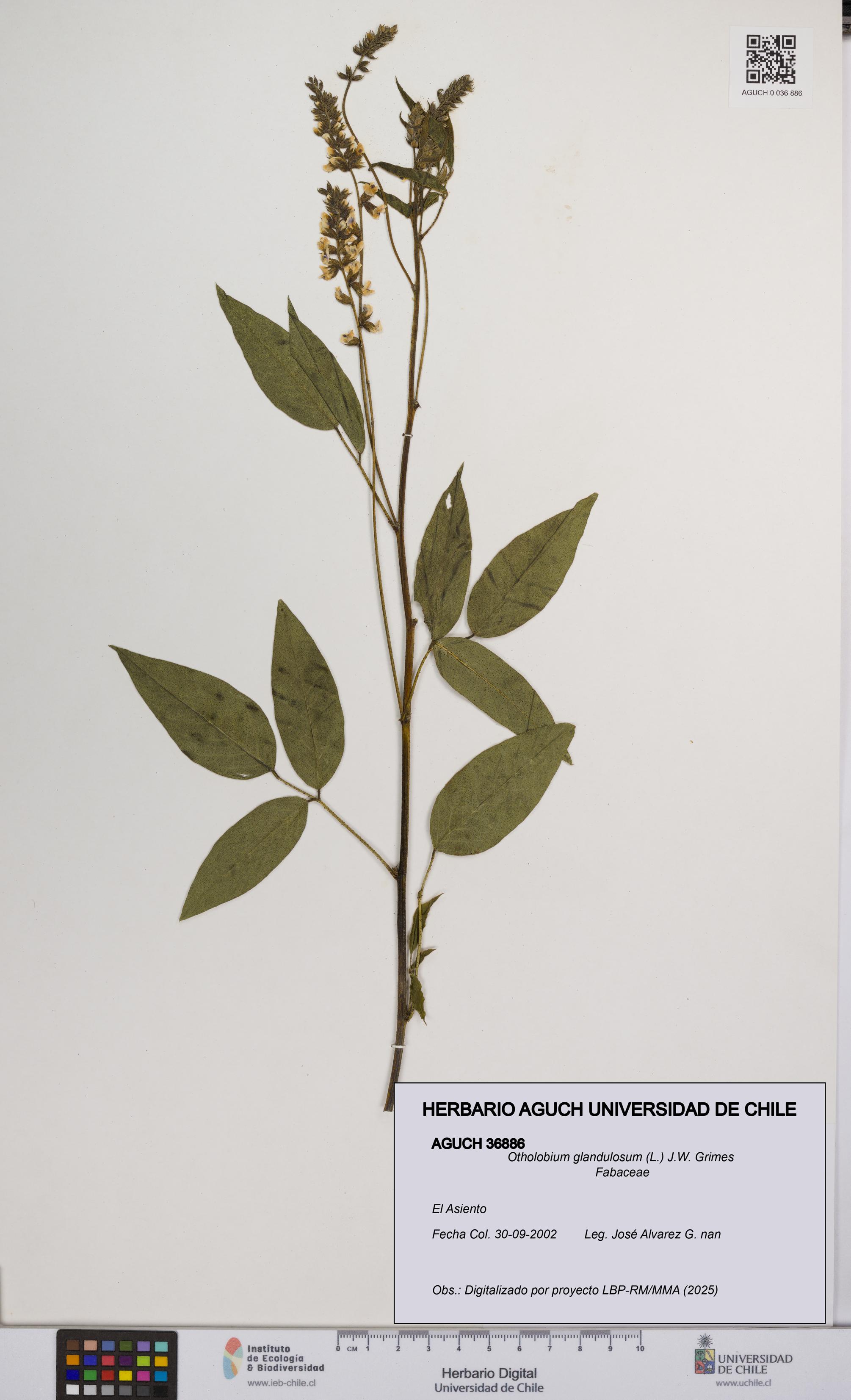 Otholobium glandulosum [Espécimen: UCH:AGUCH:0036886]