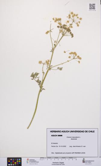 Conium maculatum [Espécimen: UCH:AGUCH:0036896]