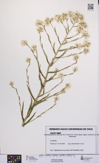 Pseudognaphalium cabrerae [Espécimen: UCH:AGUCH:0036897]