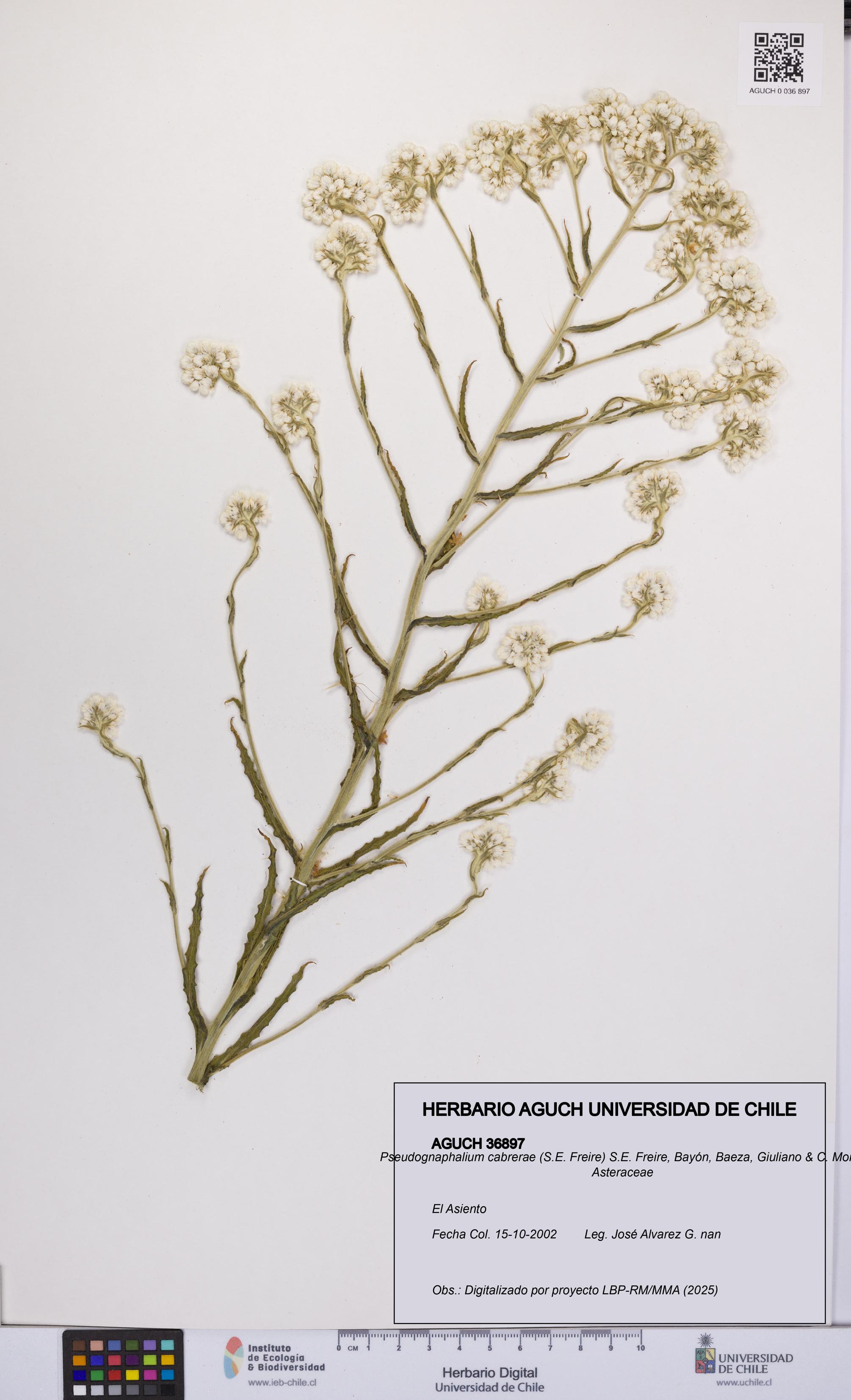 Pseudognaphalium cabrerae [Espécimen: UCH:AGUCH:0036897]