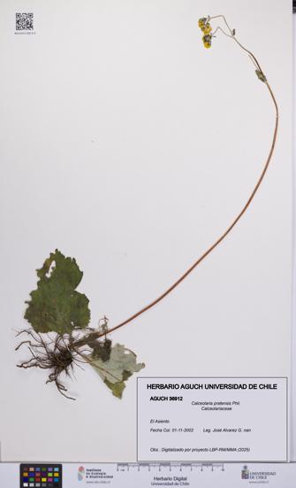 Calceolaria pratensis [Espécimen: UCH:AGUCH:0036912]