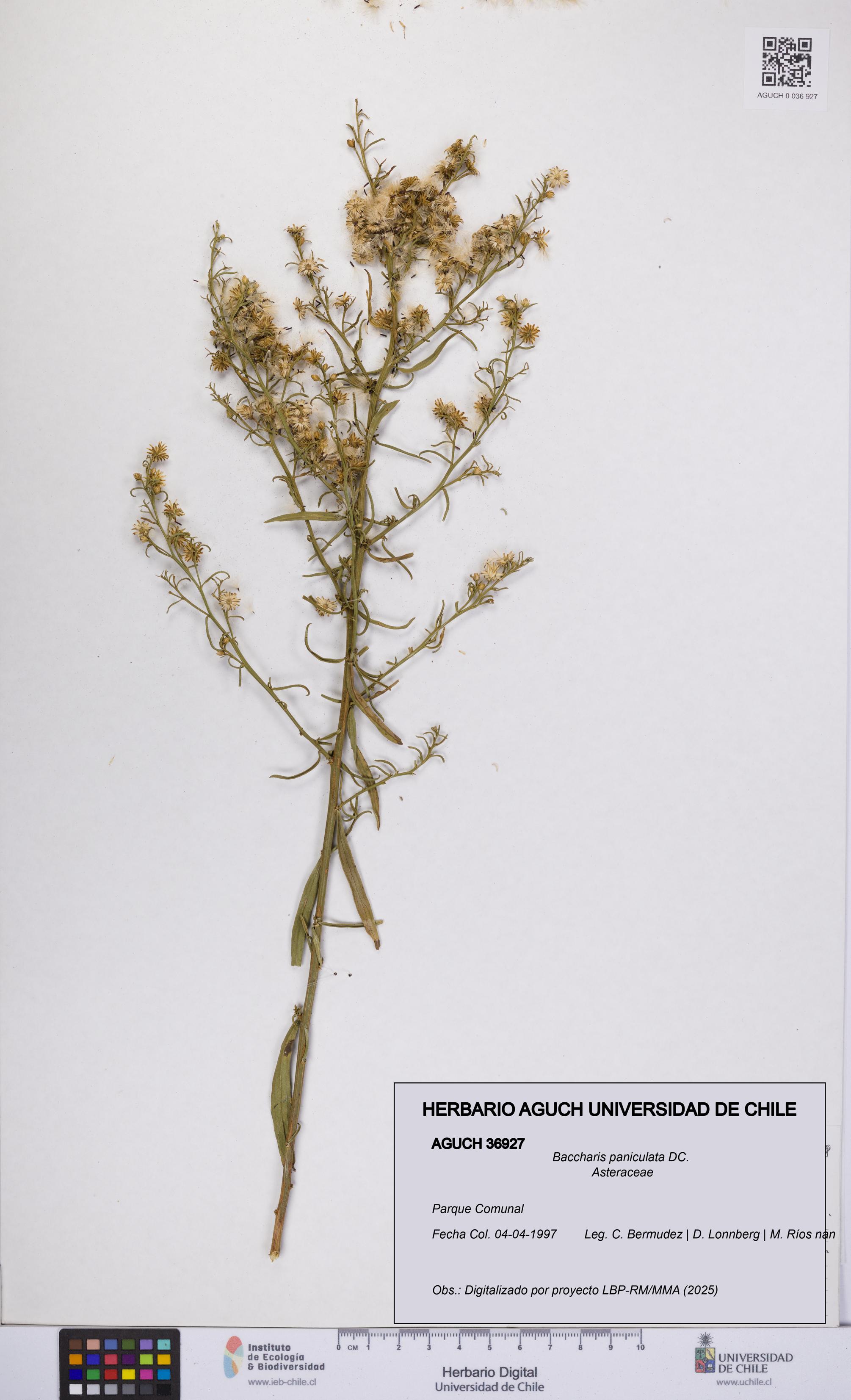 Baccharis paniculata [Espécimen: UCH:AGUCH:0036927]