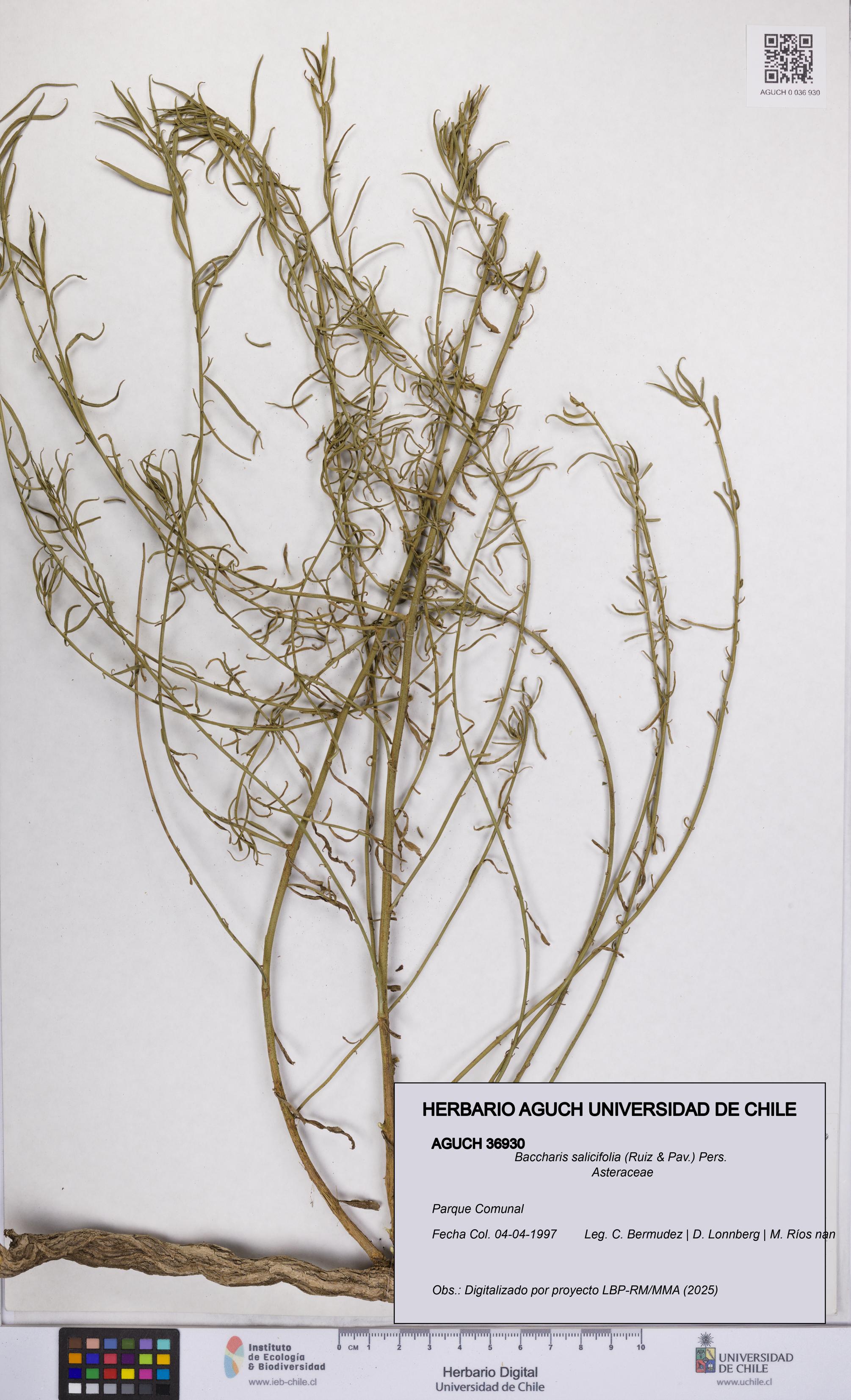 Baccharis salicifolia [Espécimen: UCH:AGUCH:0036930]