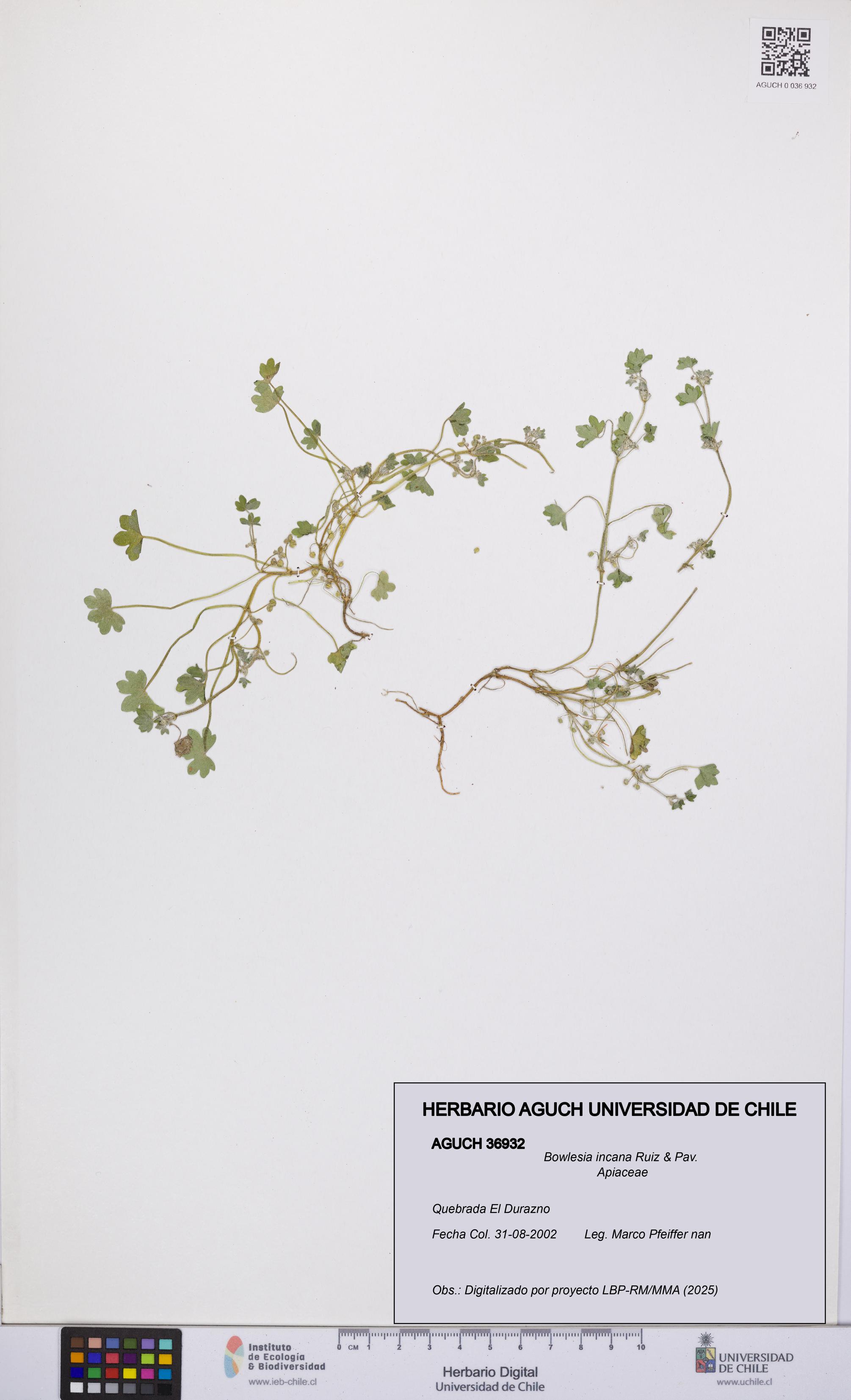 Bowlesia incana [Espécimen: UCH:AGUCH:0036932]