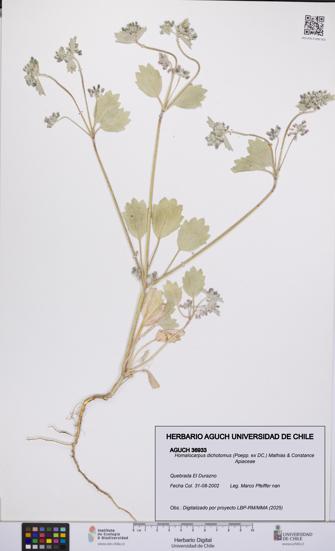 Homalocarpus dichotomus [Espécimen: UCH:AGUCH:0036933]