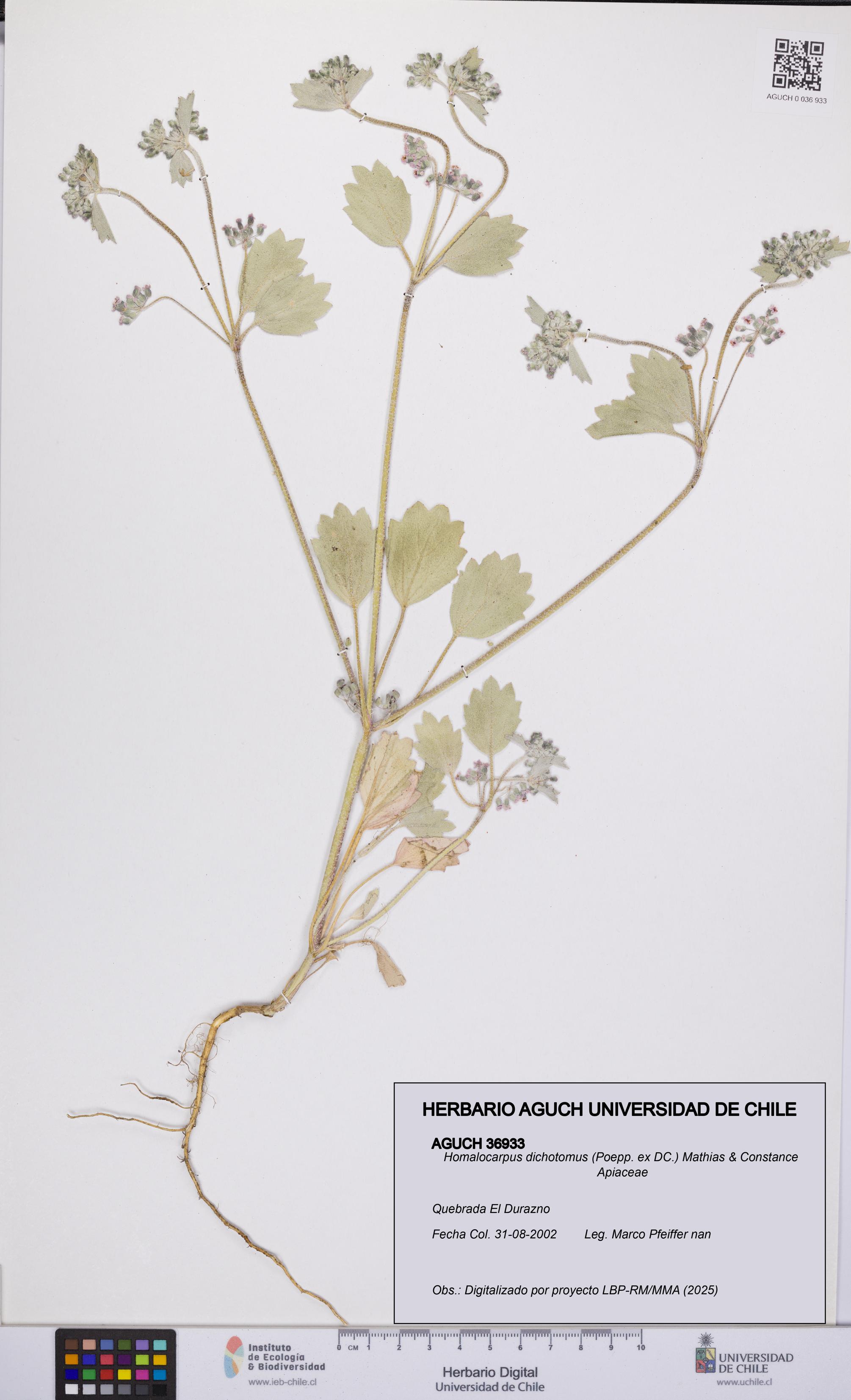 Homalocarpus dichotomus [Espécimen: UCH:AGUCH:0036933]