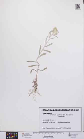 Gamochaeta spiciformis [Espécimen: UCH:AGUCH:0036937]
