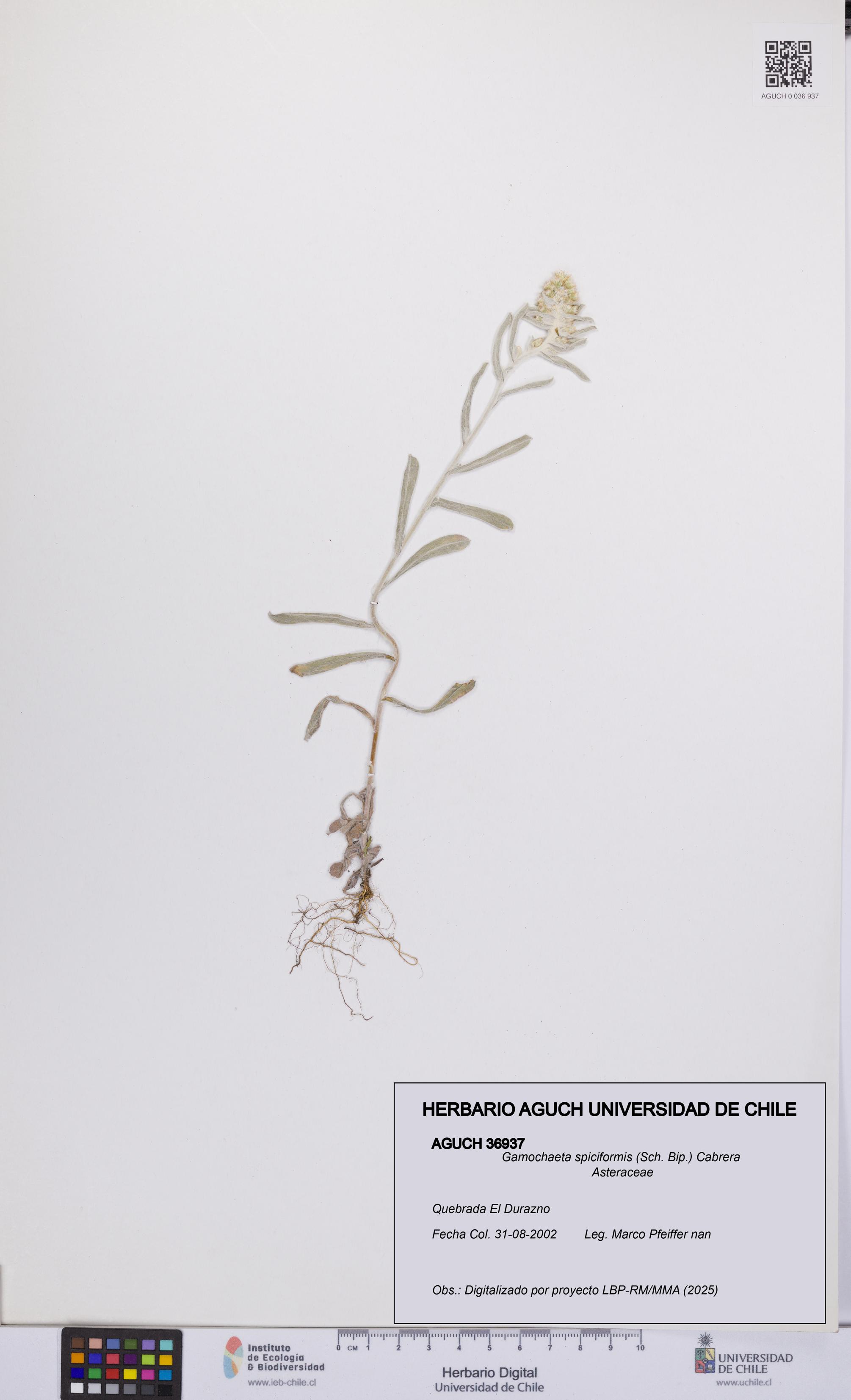 Gamochaeta spiciformis [Espécimen: UCH:AGUCH:0036937]
