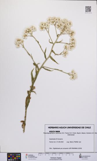 Pseudognaphalium cabrerae [Espécimen: UCH:AGUCH:0036938]