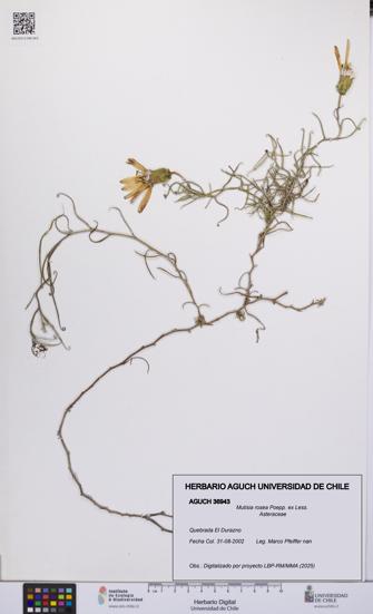 Mutisia rosea [Espécimen: UCH:AGUCH:0036943]