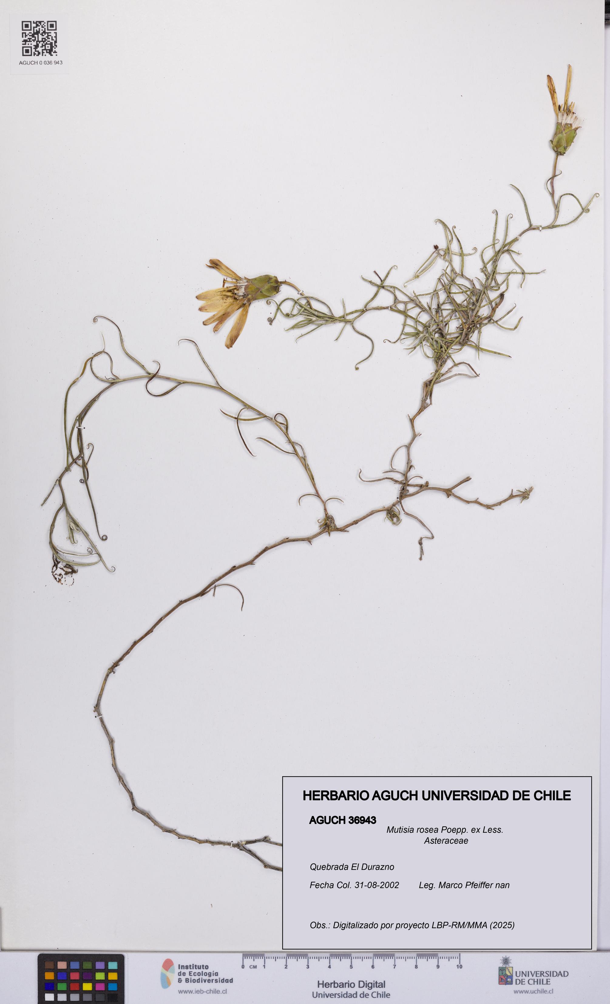 Mutisia rosea [Espécimen: UCH:AGUCH:0036943]