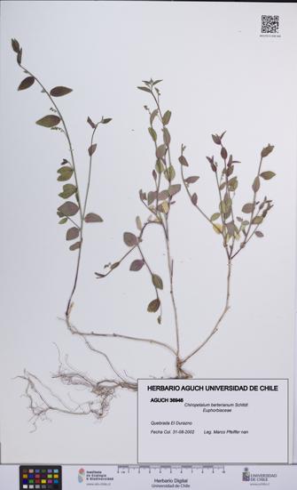 Chiropetalum berterianum [Espécimen: UCH:AGUCH:0036946]