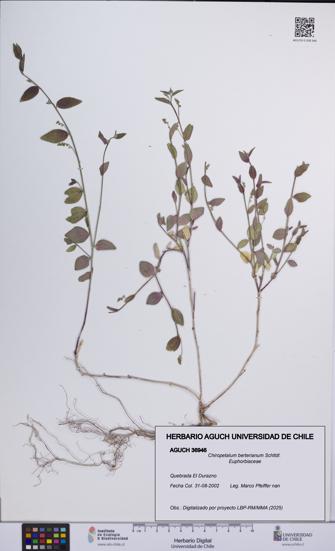 Chiropetalum berterianum [Espécimen: UCH:AGUCH:0036946]