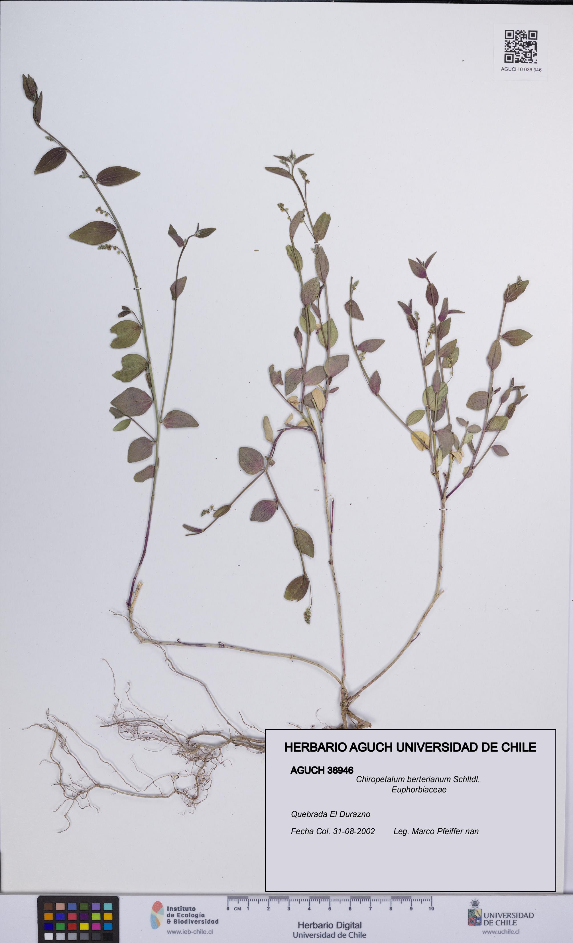 Chiropetalum berterianum [Espécimen: UCH:AGUCH:0036946]