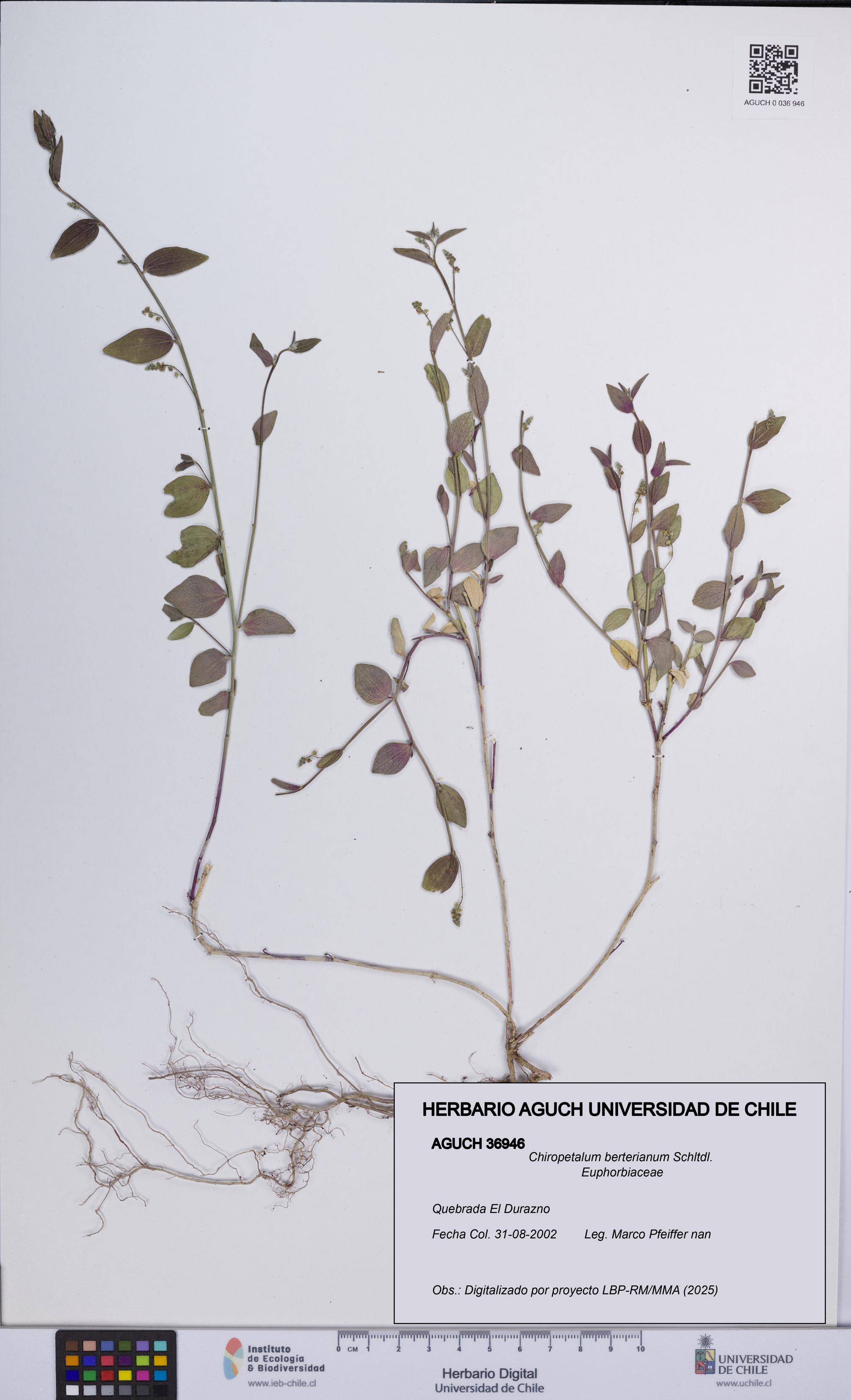 Chiropetalum berterianum [Espécimen: UCH:AGUCH:0036946]