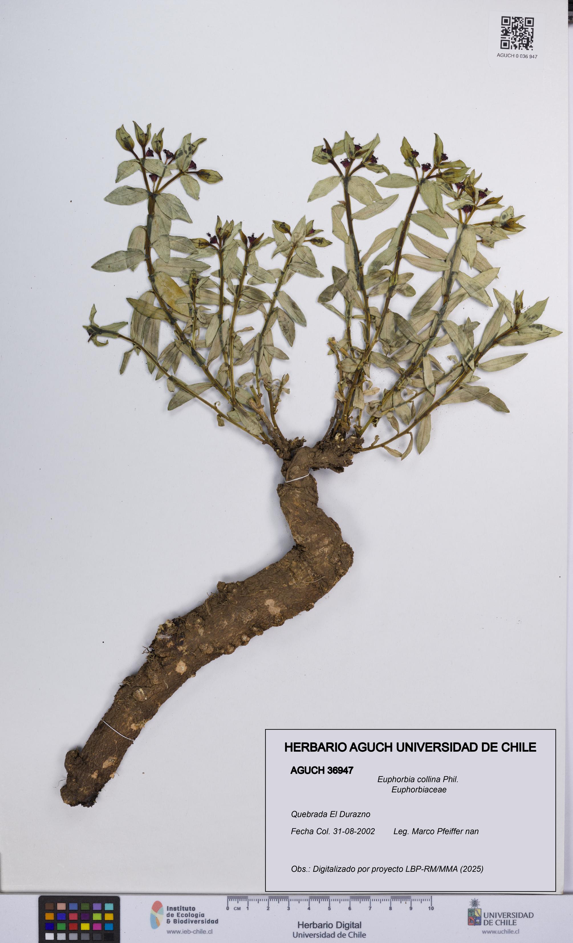 Euphorbia collina [Espécimen: UCH:AGUCH:0036947]