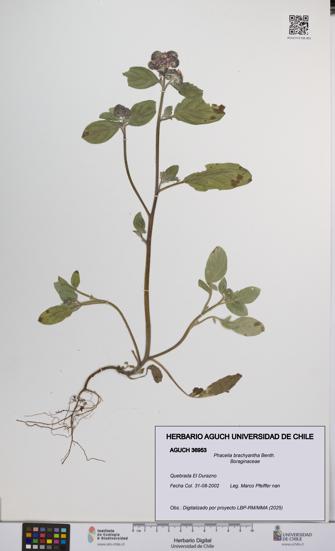 Phacelia brachyantha [Espécimen: UCH:AGUCH:0036953]