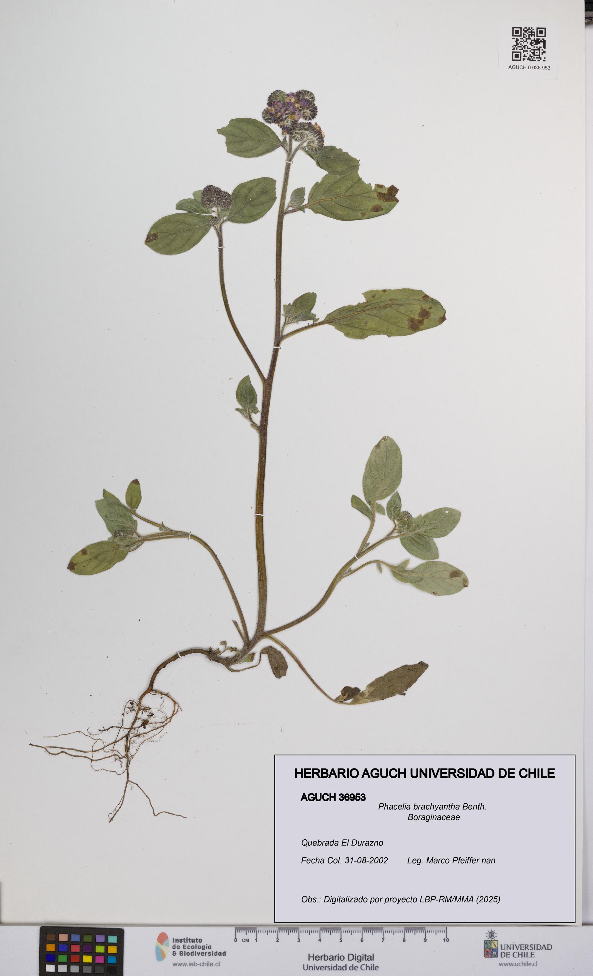 Phacelia brachyantha [Espécimen: UCH:AGUCH:0036953]