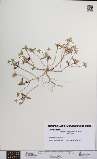 Pleurophora polyandra [Espécimen: UCH:AGUCH:0036956]