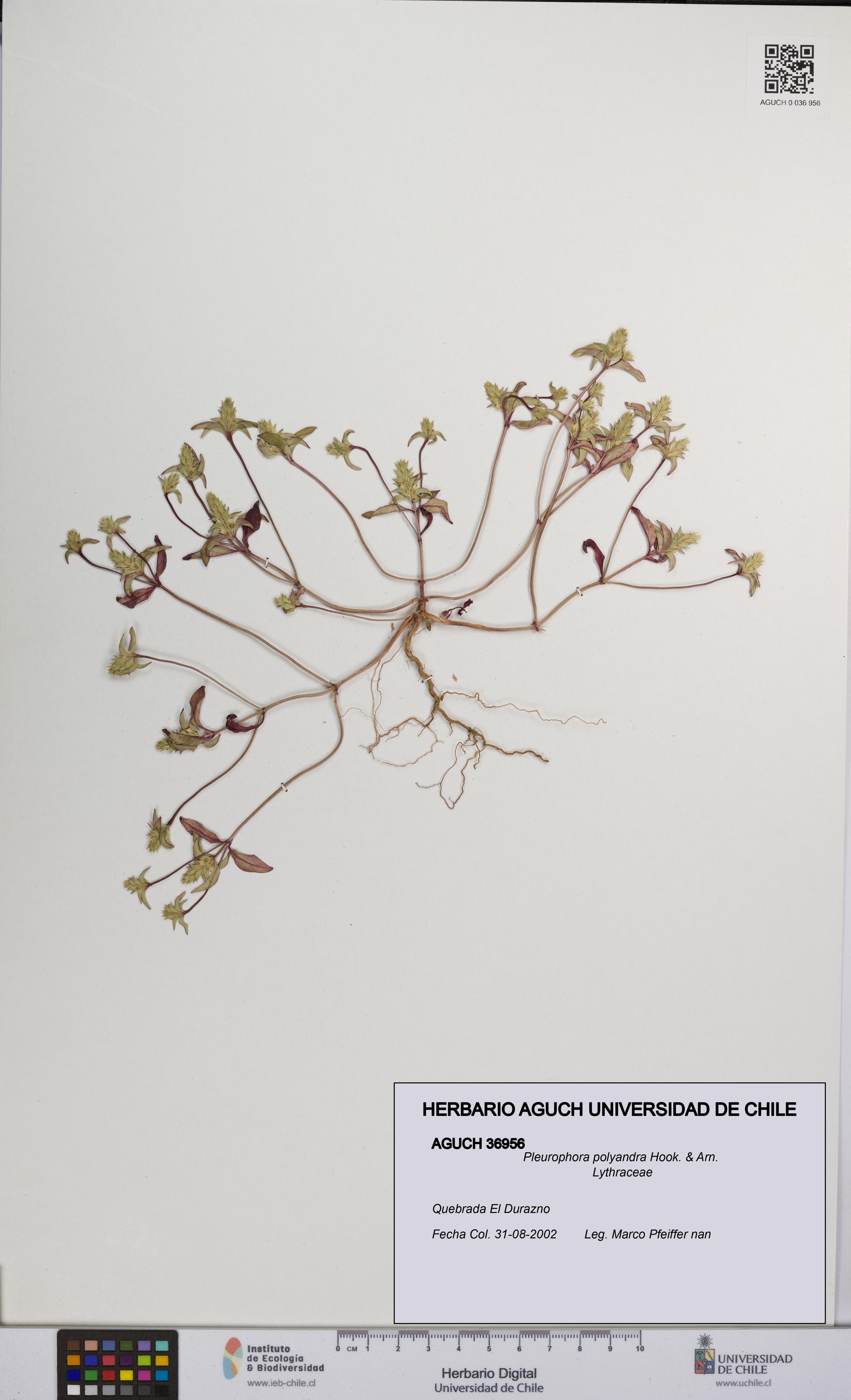 Pleurophora polyandra [Espécimen: UCH:AGUCH:0036956]