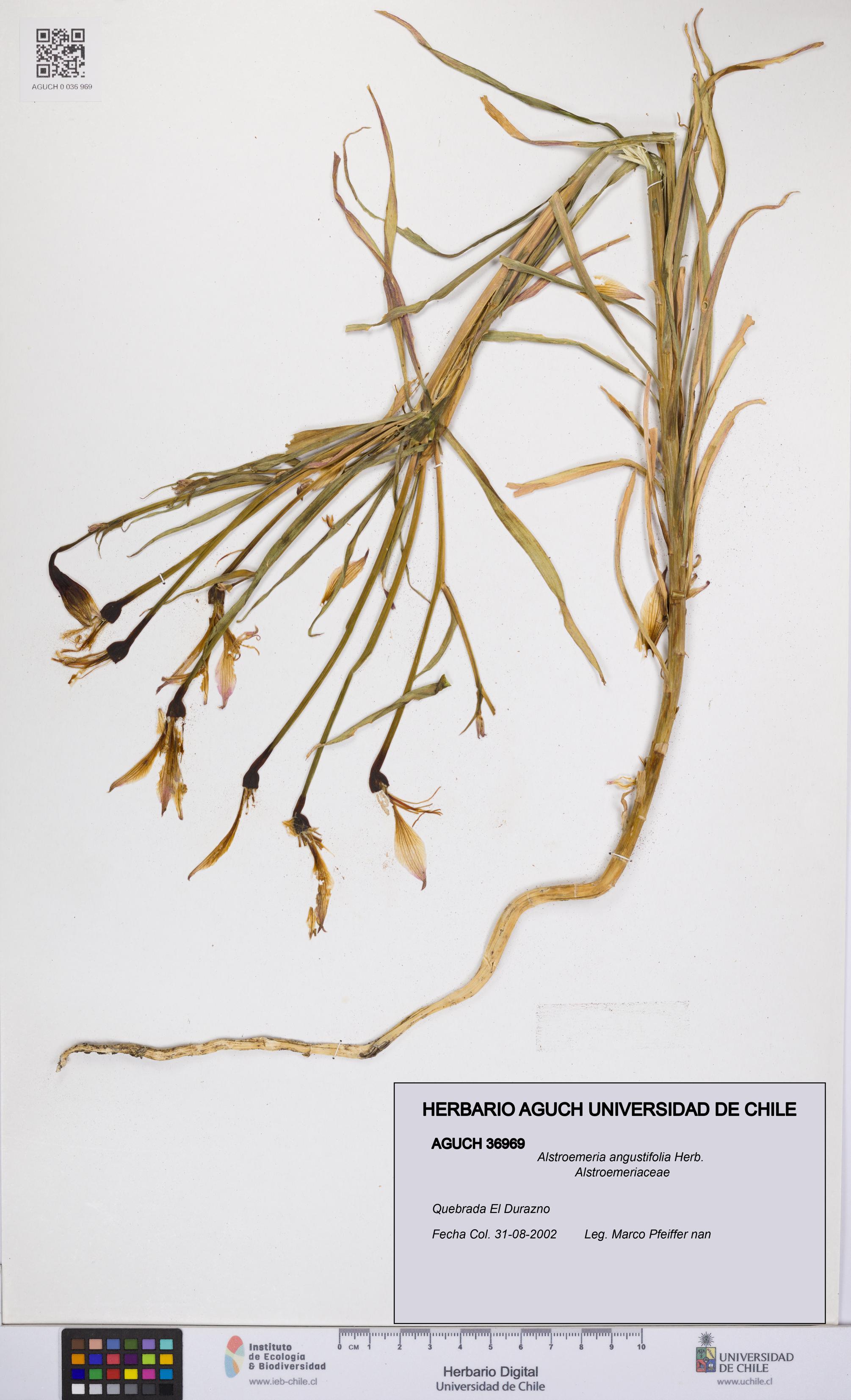 Alstroemeria angustifolia [Espécimen: UCH:AGUCH:0036969]
