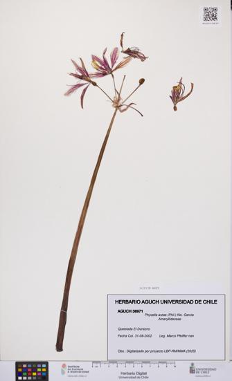 Phycella arzae [Espécimen: UCH:AGUCH:0036971]