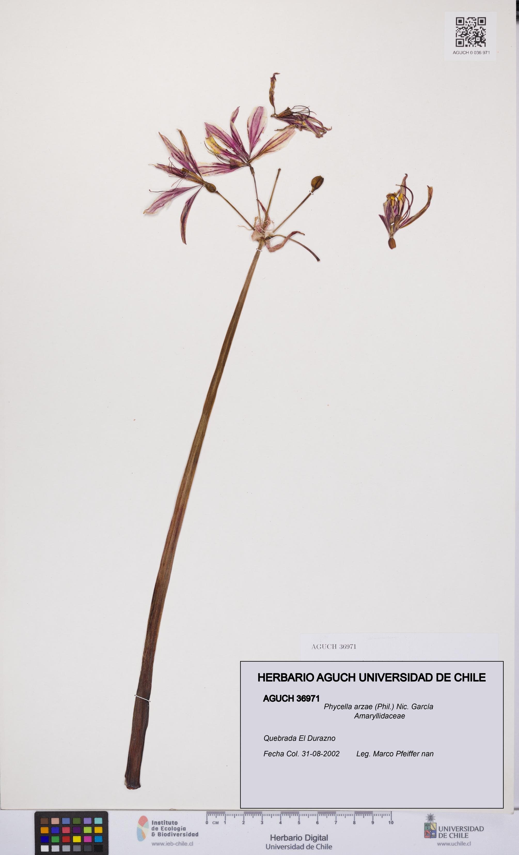 Phycella arzae [Espécimen: UCH:AGUCH:0036971]