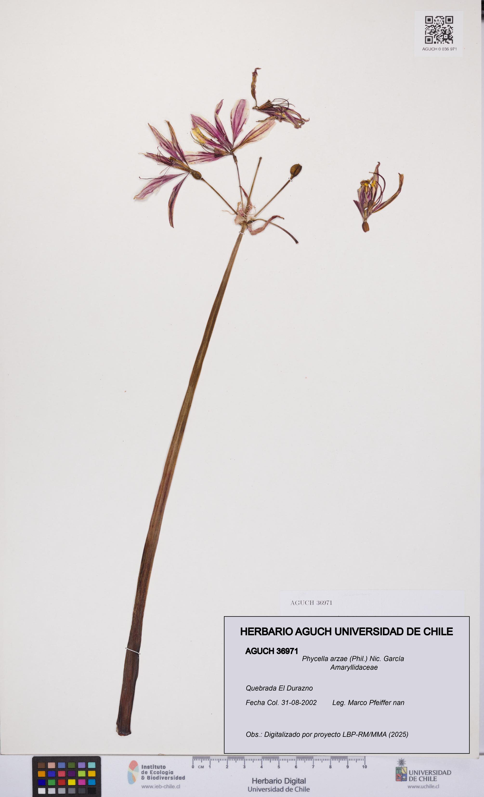 Phycella arzae [Espécimen: UCH:AGUCH:0036971]