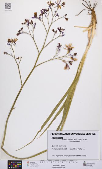 Pasithea caerulea [Espécimen: UCH:AGUCH:0036973]