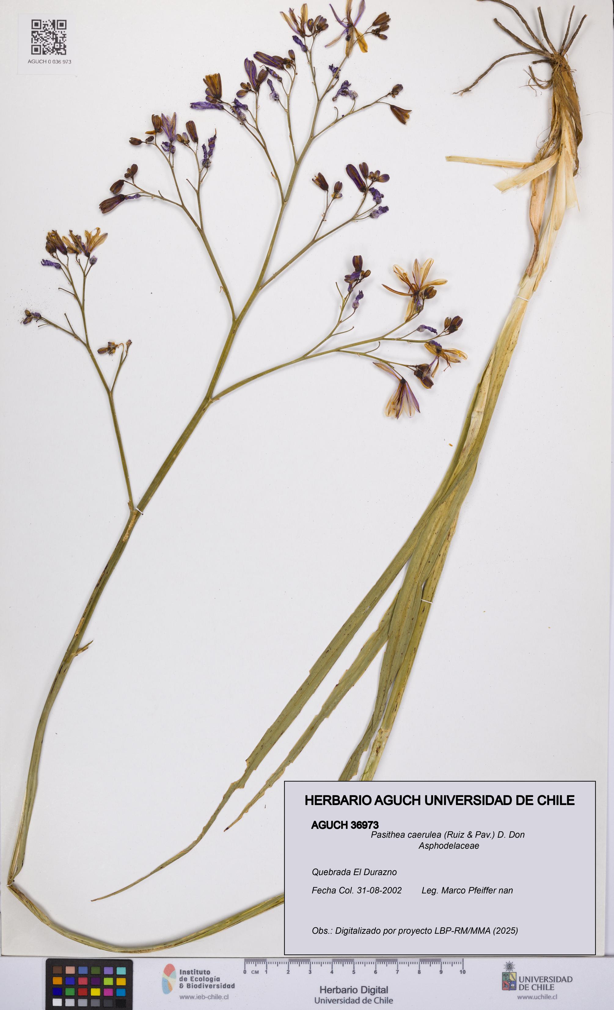 Pasithea caerulea [Espécimen: UCH:AGUCH:0036973]