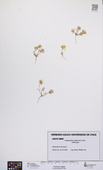 Chaetanthera ciliata [Espécimen: UCH:AGUCH:0036982]