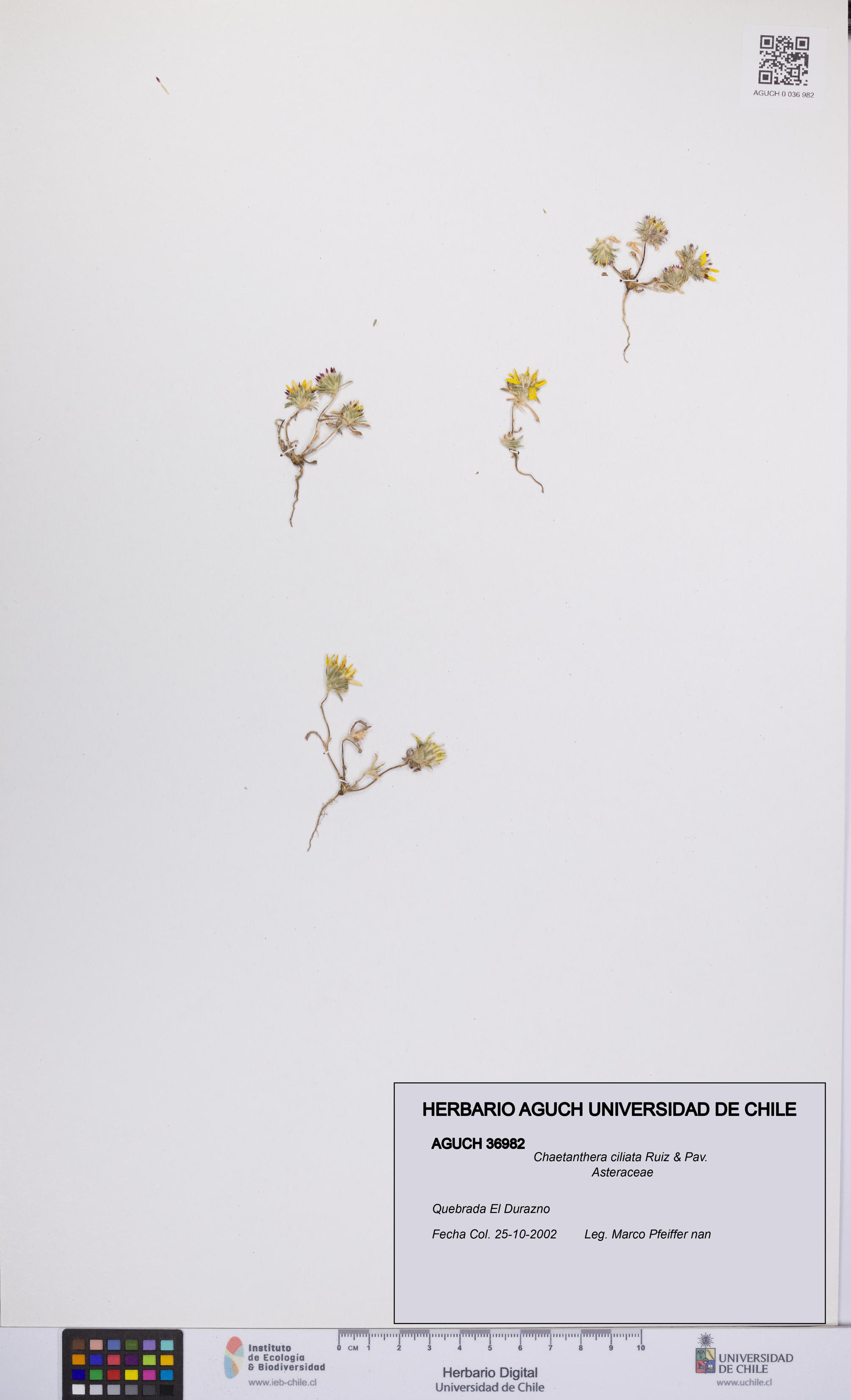 Chaetanthera ciliata [Espécimen: UCH:AGUCH:0036982]